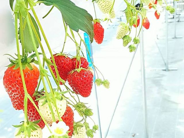 かなり食べつくした後の画像ですが…_おざきいちご園