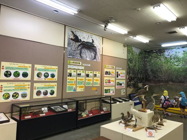 企画展 マングローブとゆかいな生きもの_鹿児島県立博物館