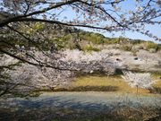 こうちゃさんの岩水寺の投稿写真1