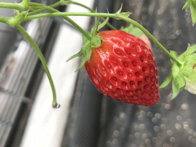 熟したいちごが食べられました。_らんらんいちご園