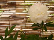 Kikiさんの可睡齋ぼたん苑の投稿写真1