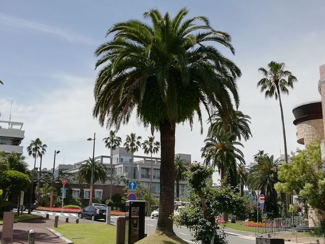 フェニックス_フェニックス