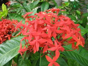 レナさんのサンダンカの投稿写真1