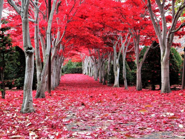 異世界_平岡樹芸センター