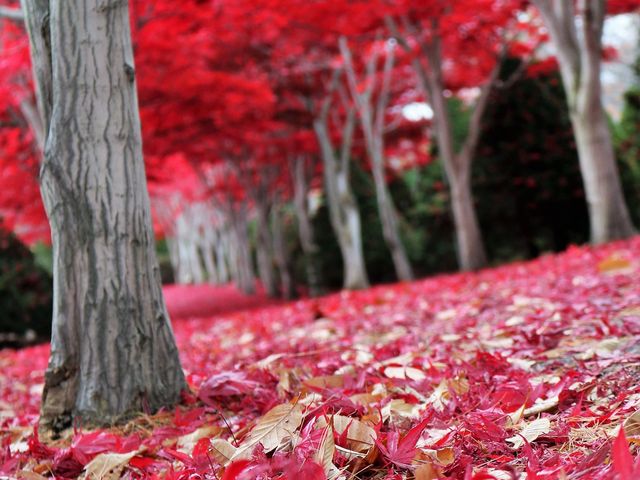 日本の秋_平岡樹芸センター