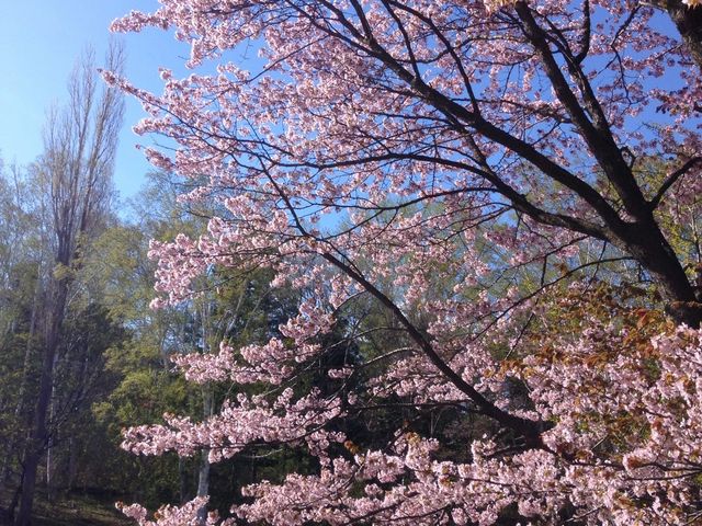 桜_真駒内公園