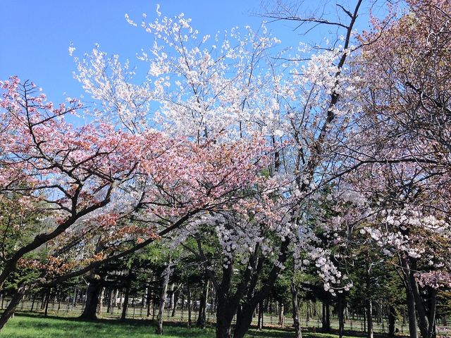 桜並木_真駒内公園