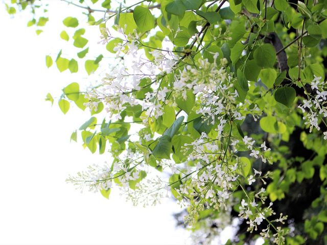 白_大通公園のライラック