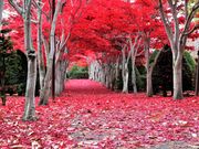 れこさんの平岡樹芸センターの投稿写真1