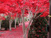 れこさんの平岡樹芸センターの投稿写真2