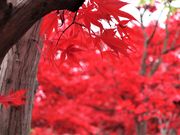 れこさんの平岡樹芸センターの投稿写真5