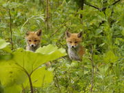 ごまちゃんさんの養老牛温泉の投稿写真2