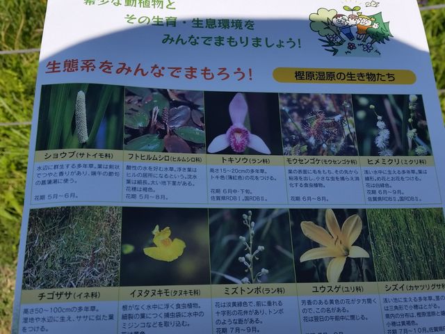 トキソウ_樫原湿原