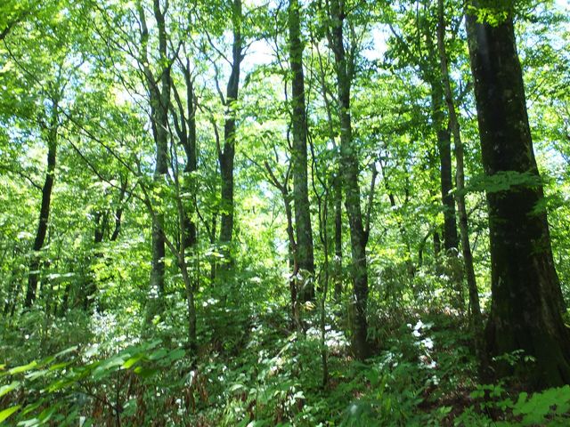 ブナの森の様子_白神山地のブナ林
