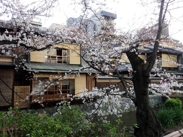 祇園白川_祇園
