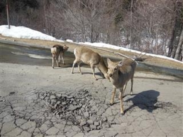 鹿が寄って来る。_幌加温泉