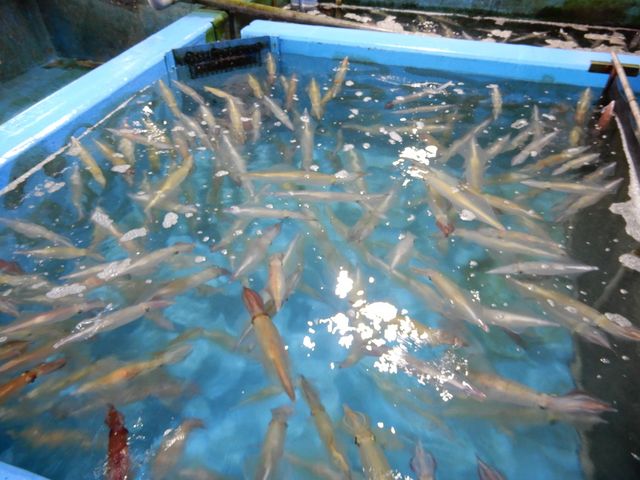 これから食べます_お魚処 玄海