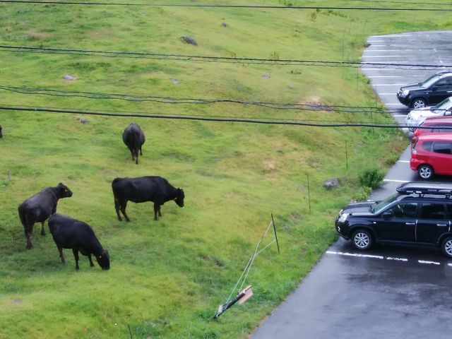 にらまないでください。_山田牧場