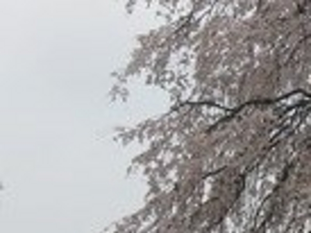 フルスピードさんの観音寺枝垂桜の投稿写真1