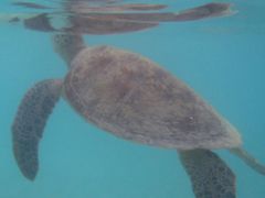 渡嘉敷島の写真2