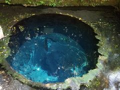 柿田川湧水群の写真1