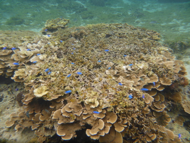 シュノーケル中_大度浜海岸