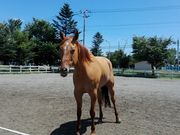 Sakuraさんの道の駅 うりまくの投稿写真1