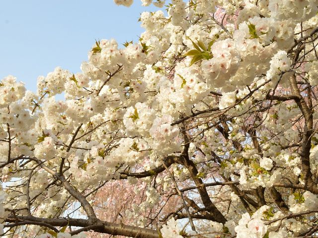 桜まつりの桜もいいです!_尾根緑道