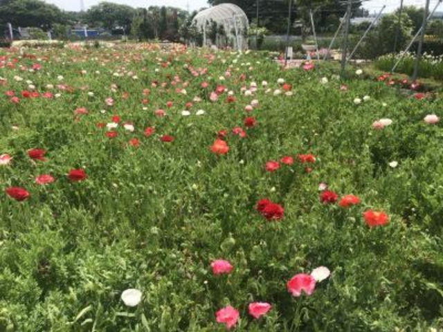 まだまだこれから_ハーブワールドAKITA
