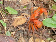 やんまあさんの南方熊楠記念館の投稿写真1