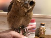まゆちんさんのふくろうのいるカフェ天神の投稿写真1