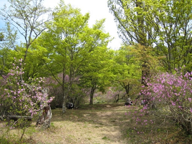 しちのすけさんの滝山公園のツツジの投稿写真1