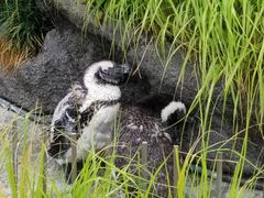 サンシャイン水族館の写真1
