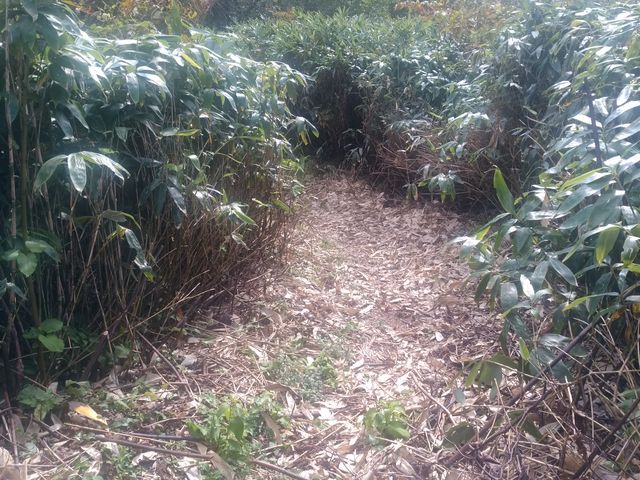 マスタングさんの十和利山の投稿写真2