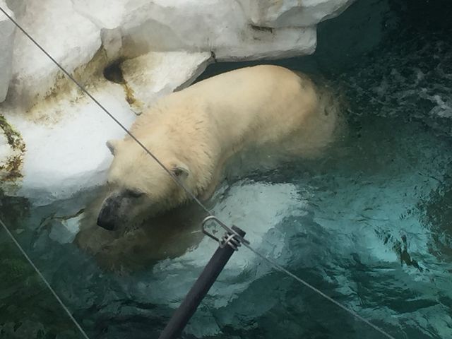 北極はこんな暑くないもんね_上野動物園 ホッキョクグマ