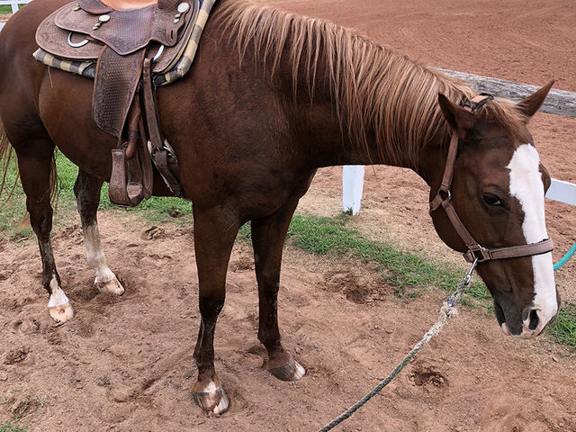 そこまで大型馬ではなく女性でも乗りやすいかと_シービューランチ