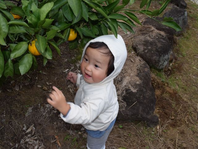 1歳児でも届く高さ☆_泰山園