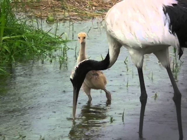 元気に育て。_丹頂鶴自然公園