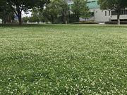 かゆらさんの勝山公園の投稿写真1