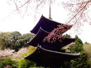 しどーさんの園城寺塔婆三重塔の投稿写真1