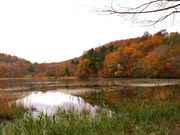 okeiさんの観音沼森林公園の投稿写真3
