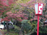 こうむさんの養老公園の紅葉の投稿写真1