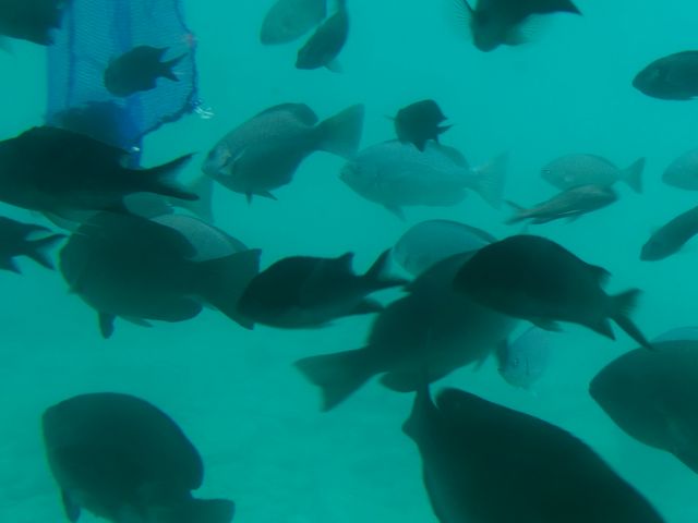 黒鯛多し。_ちょこっと海散歩 スタークルーズ館山