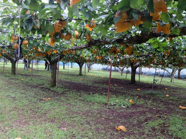 広々ー!_小川梨園
