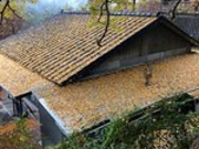 ひげはんさんの福定の大銀杏の投稿写真1