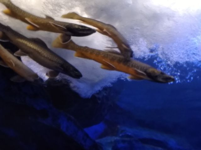 頭上を泳ぐ魚たち_道の駅 おんねゆ温泉