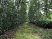 たかちゃんさんの白樺遊歩道コースの投稿写真2