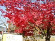 きょうさんの道の駅 耶馬トピアの投稿写真1