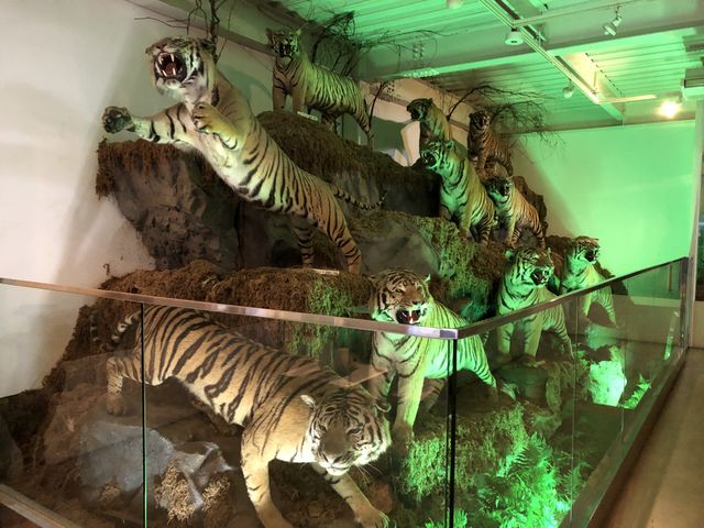 全て絶滅してしまった?幻的な動物以外は全て本物だそうです。どこからきたのだろう。_ねこの博物館
