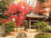 カナッペさんの長安寺の投稿写真2